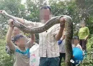 大花蟒免费吃瓜,揭秘神秘蟒蛇美食盛宴