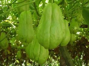 瓠瓜和佛手瓜能同时吃吗