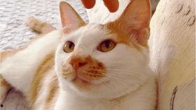 吃瓜可怕视频,网络舆论的暗流涌动