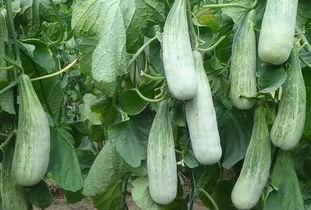 瓜精吃瓜,揭秘瓜精吃瓜背后的故事