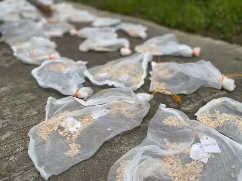 男博士加班吃瓜,揭秘职场“吃瓜”文化现象