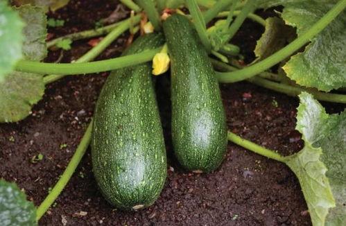 吃中药可以吃老瓜吗,吃中药期间，老瓜的食用指南