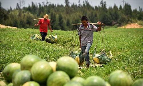 临海里洋村吃瓜,临海乡村的悠闲时光