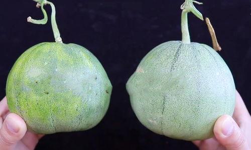 铺瓜怎么吃,创意铺瓜吃法大揭秘