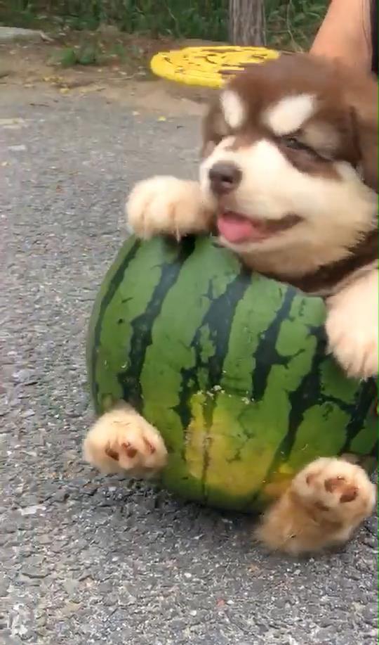 吃瓜被狗绿,被狗绿背后的真相揭秘