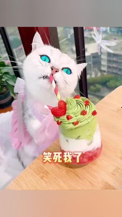 吃猫瓜雪糕,揭秘猫瓜雪糕的独特魅力