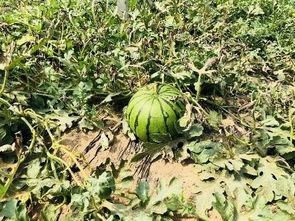 整个京城都在吃瓜,全民热议，一城瓜香