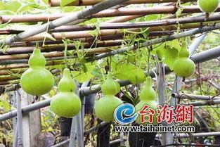 孕早期吃葫芦瓜,营养美味，助力母婴健康