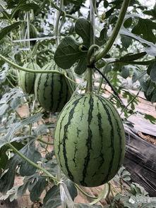 近期吃瓜网红,揭秘娱乐圈幕后真相