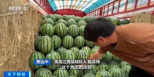 柬埔寨吃瓜网站,揭秘娱乐圈幕后故事